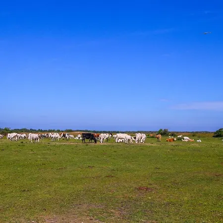 Aenbetje * Goedereede