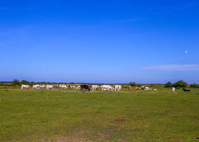 Aenbetje * Goedereede